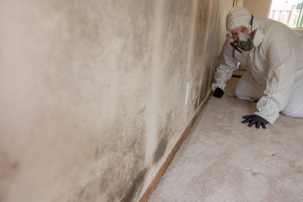 Best Environmental Consulting for Mold Prevention  in Buckeye Lake, OH